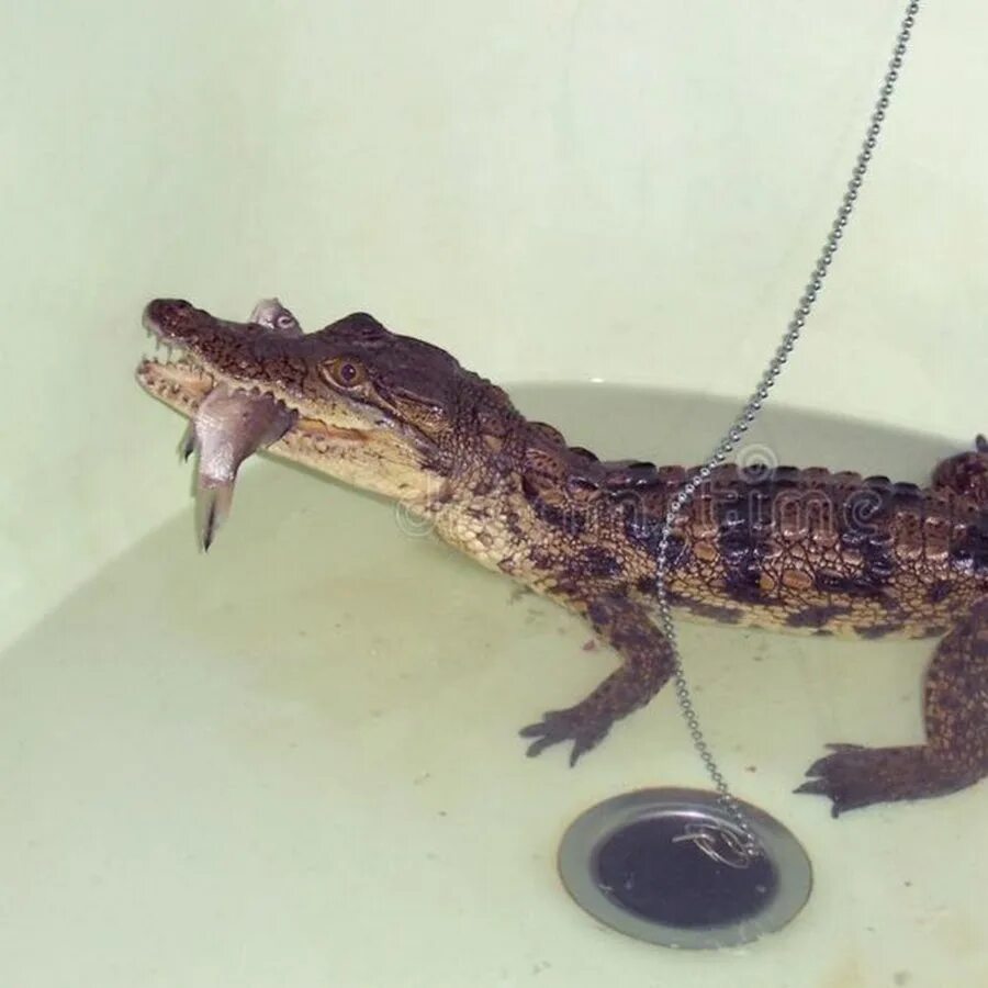 Крокодил в ванной чебурашка. Крокодильчик свомпи элли. Крокодил гена и косячок. Крокодильчик в ванне. Домашний крокодил в ванной.