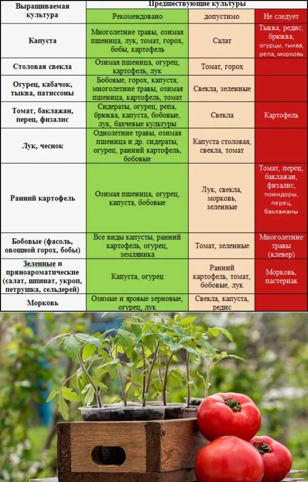 После каких культур можно сажать клубнику. Какие культуры можно сажать. Чередование культур в огороде. После чегосажпть кьубнику. После чего сажать землянику.