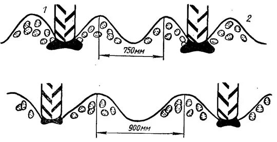 Ширина колеи МТЗ 80 для посадки картофеля. Ширина междурядий при посадке картофеля. Двухрядная посадка картофеля схема. Ширина гребней для посадки картофеля.
