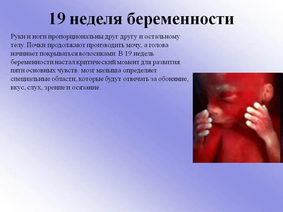 На 19 неделе можно. Плод на 19 неделе беременности. 19недля беременности. Ребёнок в 19 недель беременности.