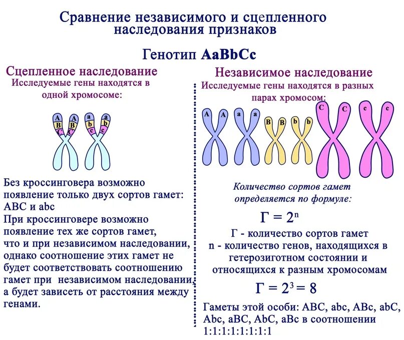 Генотип ааввсс образует. Сцепленные гены. Независимое наследование генов. Сцепленное наследование и независимое наследование. Независимый вид наследования.