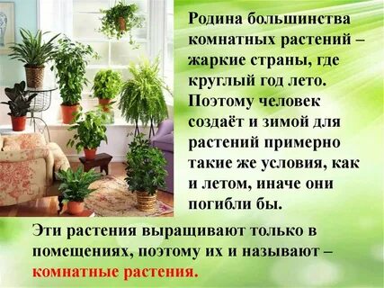 Роль комнатных растений