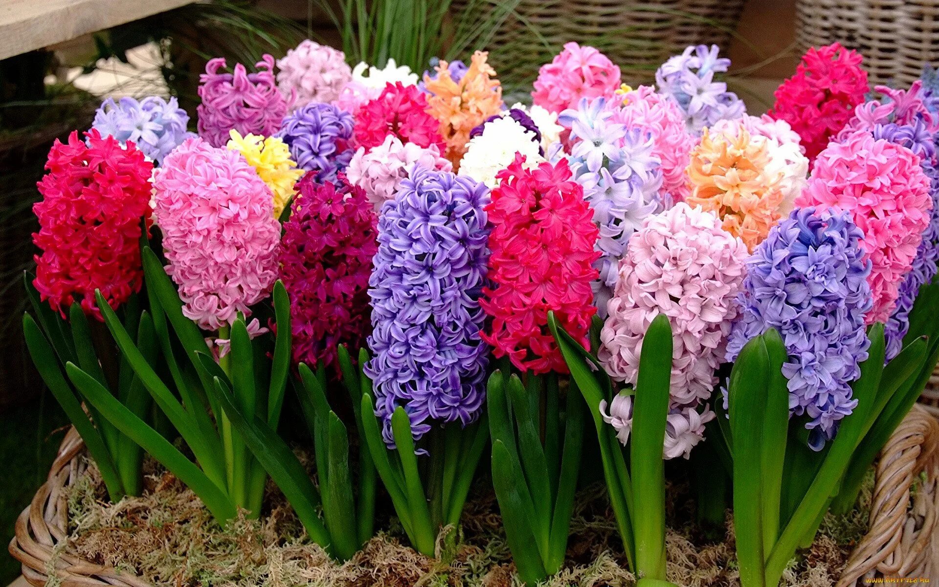 цветок гиацинт микс. гиацинт каких цветов. луковичный цветок гиацинт. гиацинт спринг микс. гиацинт микс.