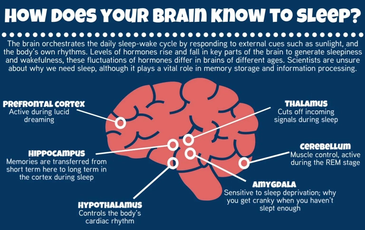 Information about Brain. Бессонница мозг. The Brains the Brains. Мозг и сердце. When do you sleep