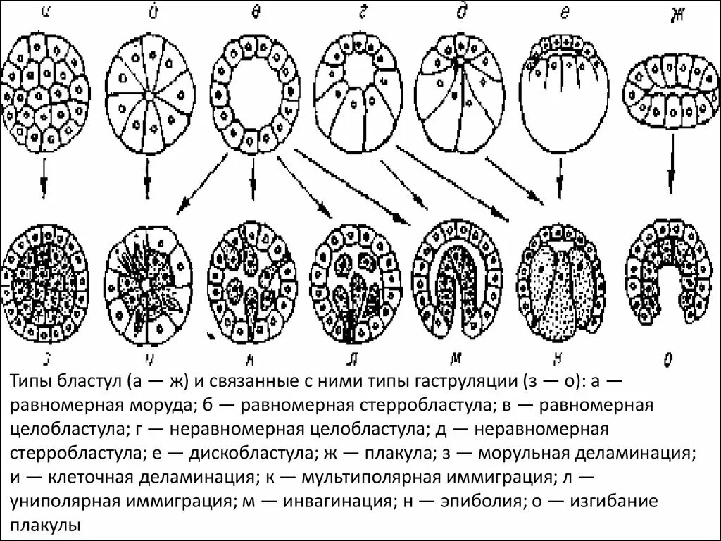 Типы яйцеклеток дробления и бластул. Типы бластул гистология. дробление, типы дробления и бластул.. типы бластул стерробластула. целобластула стерробластула.