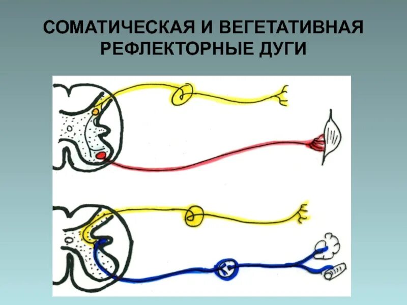 Двигательный вегетативный нейрон. Рефлекторная дуга соматической нервной системы. Дуга вегетативного симпатического рефлекса. Рефлекторная дуга ВНС. Схема рефлекторной дуги симпатической нервной системы.