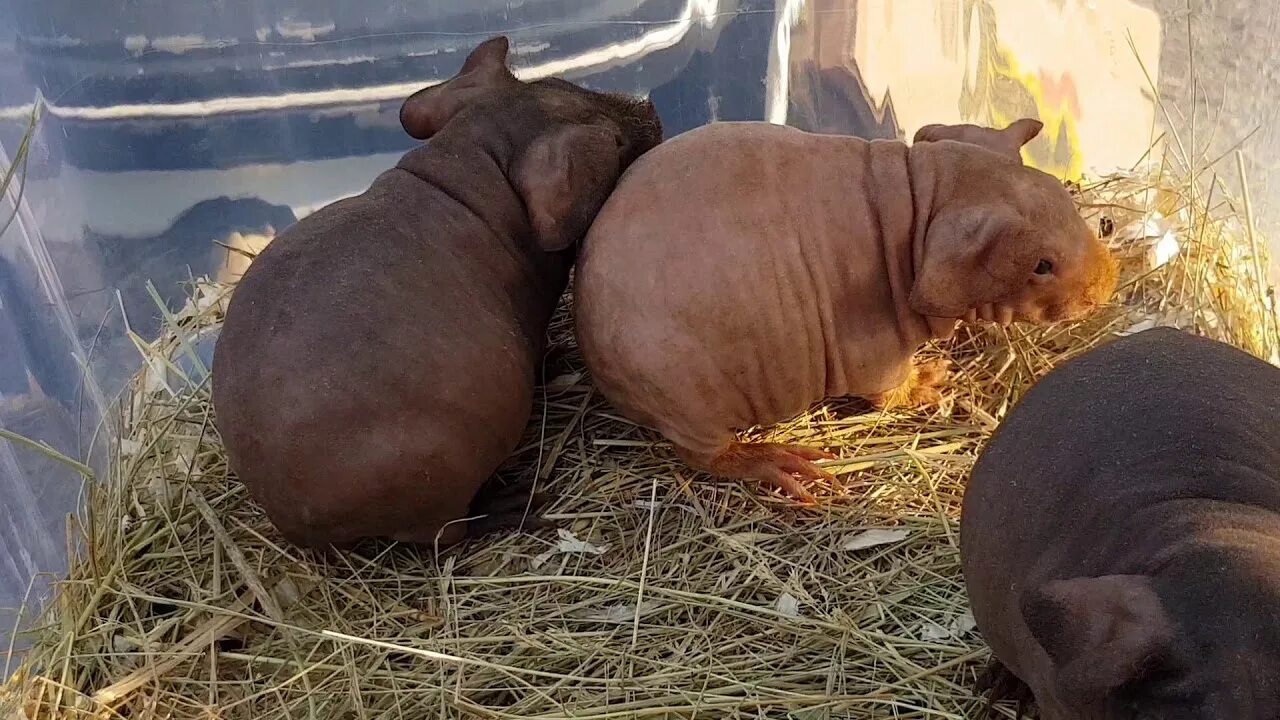 Кропоткин животные. Птичий рынок в Пятигорске. Птичий рынок Ставропольский край. Птичий рынок в Кропоткине. Собачий рынок Пятигорск.