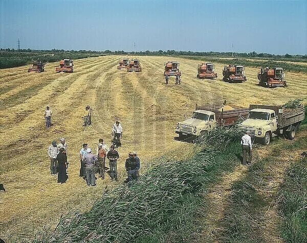 Колхоз выдавать. Колхозы и совхозы. уборка урожая в колхозе. советские колхозы и совхозы. уборка урожая в ссср.