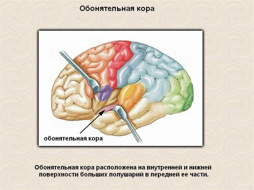 Мышечное чувство конспект. Кожно-мышечная чувствительность обонятельный и вкусовой анализаторы. Кожно-мышечная чувствительность. Биология 8 класс кожно мышечная чувствительность. Кожно-мышечная чувствительность обоняние вкус.