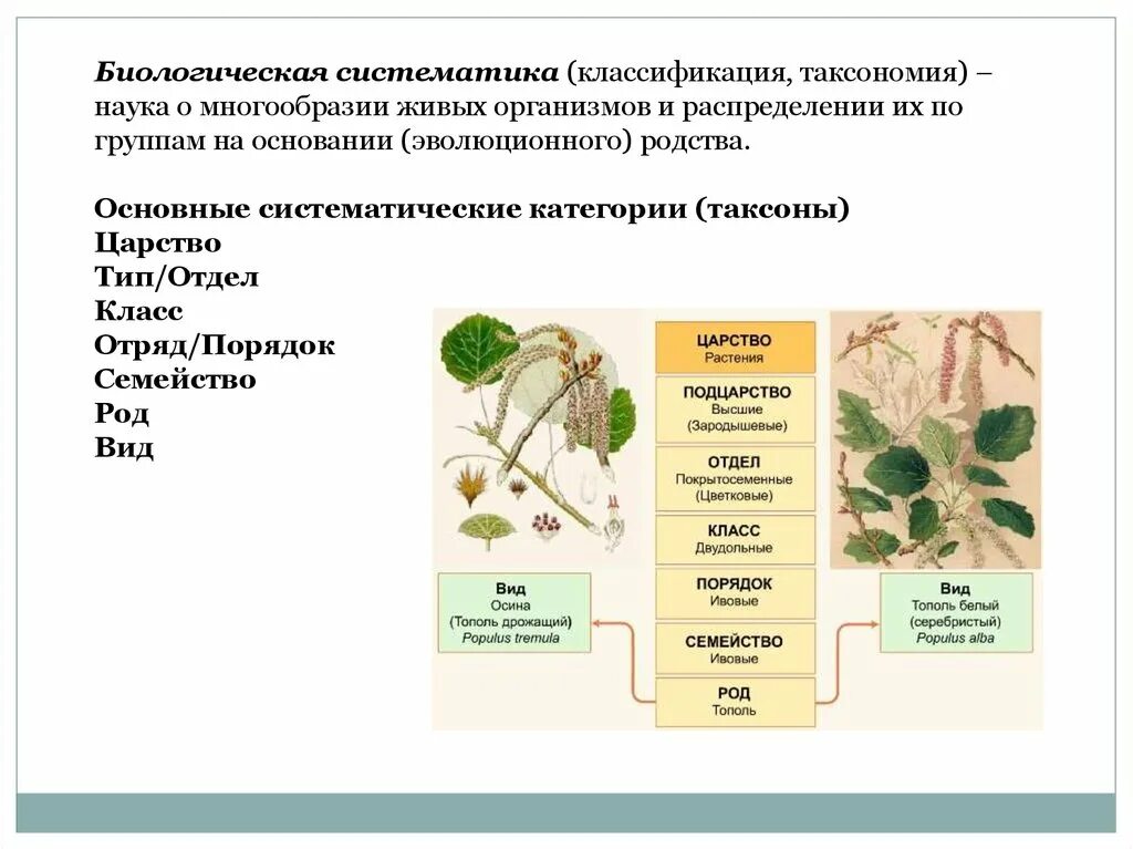 Биологическая систематика. Систематика биологических наук. Наука систематика в биологии. Биологическая систематизация живых организмов.