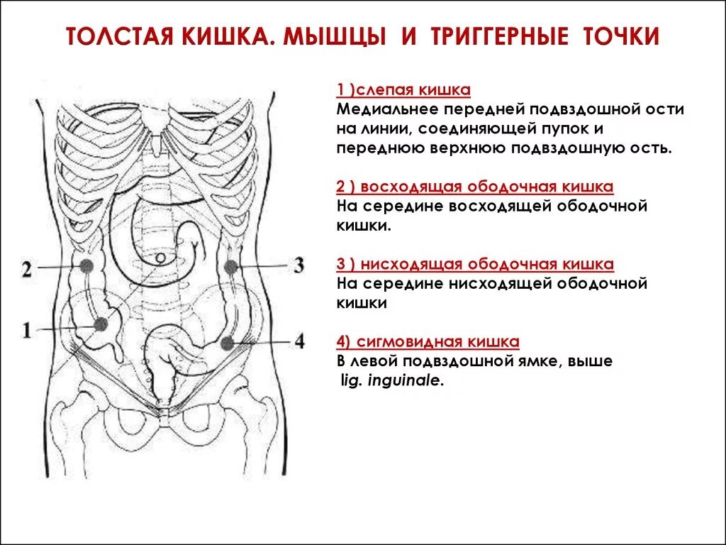 Подвздошная область болит у мужчин. Расположение толстой кишки относительно пупка. Поперечная ободочная кишка пупок. Подвздошная и слепая кишка.