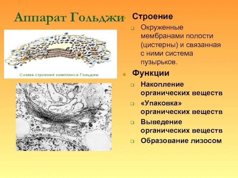Перечислить функции комплекса гольджи. Аппарат гольджи строение и функции. функция аппарата гольдди врастительной клетке. комплекс аппарат гольджи функции. аппарат гольджи строение и функции в клетке.
