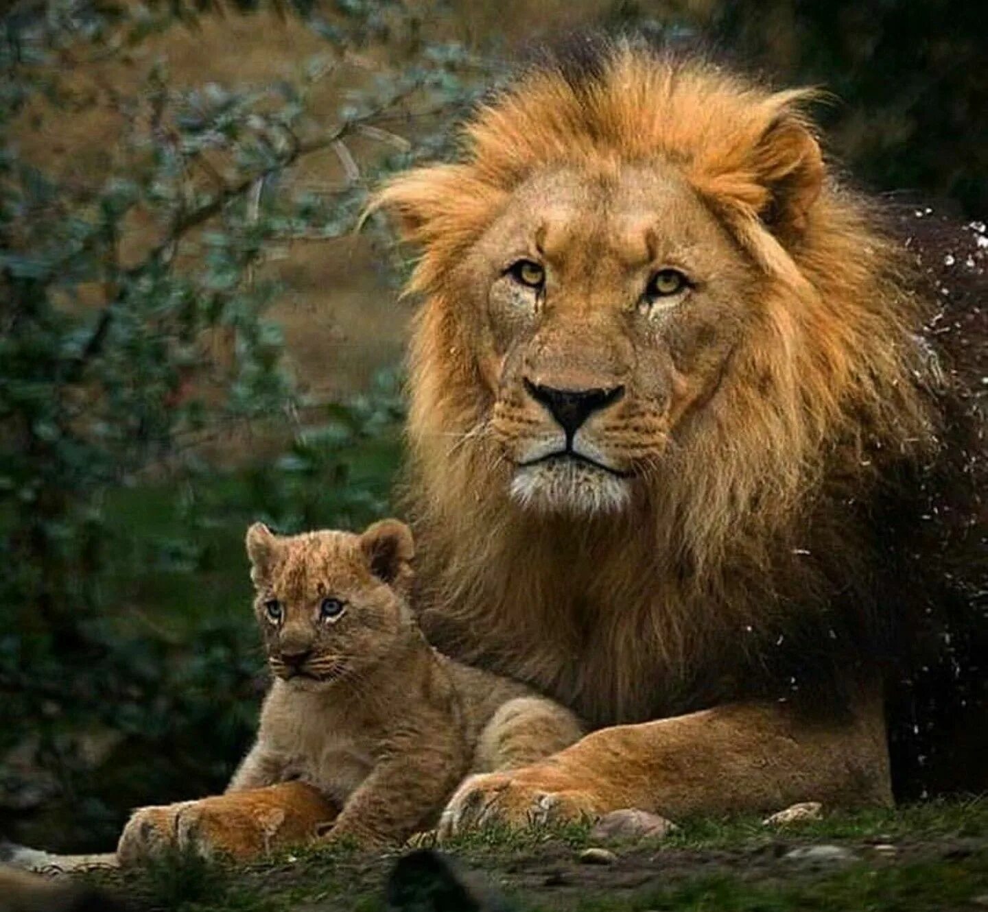 Loving lions