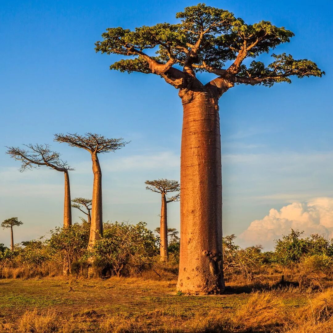 Африка самый высокий. Растения Африки баобаб. Баобаб Адансония. Баобаб дланевидный. Баобаб в саванне Африки.