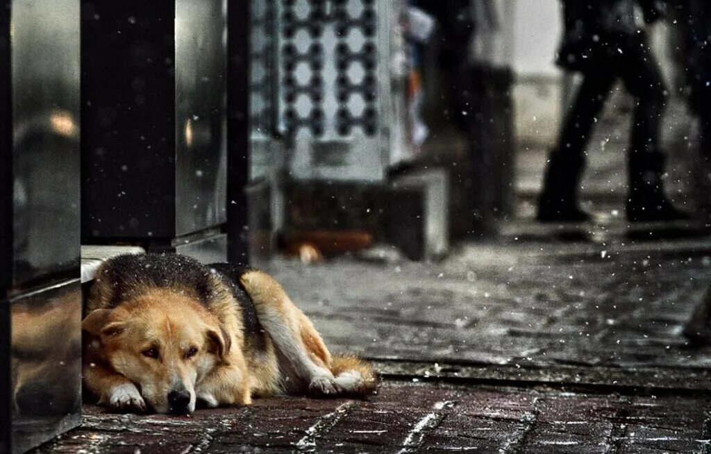 Проходим мимо дома. Человек идет к дому. Собака на заборе. Человек ходит. Грустная бездомная собака.