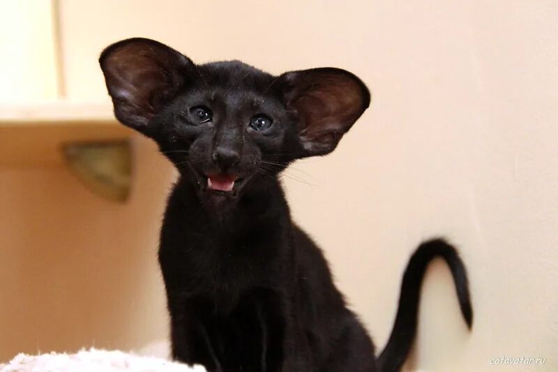 Сиамская ориентальная кошка черная. Ориенталы летучая мышь. Ориентальная кошка. Ориентальная кошка экс. Ориентальная кошка черная.