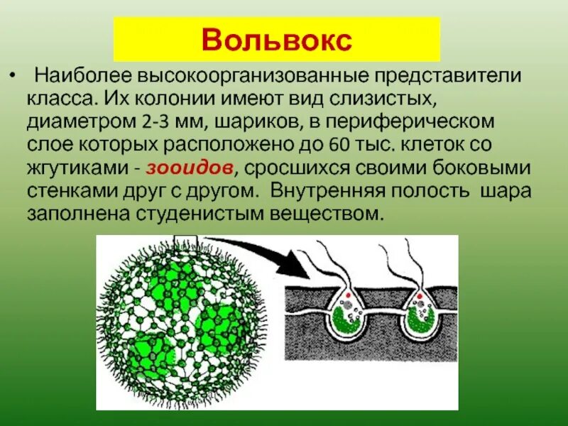 в чем биологический полового размножения. преимущества и недостатки полового размножения. биологическое значение полового размножения. половое размножение сущность. в чем биологический полового размножения.