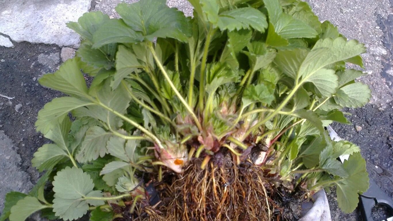 Земляника ремонтантная всходы. Саженцы клубники. Клубника ремонтантная рассада. Рассада в кассетах клубника клери. Рассада клубники шашково.