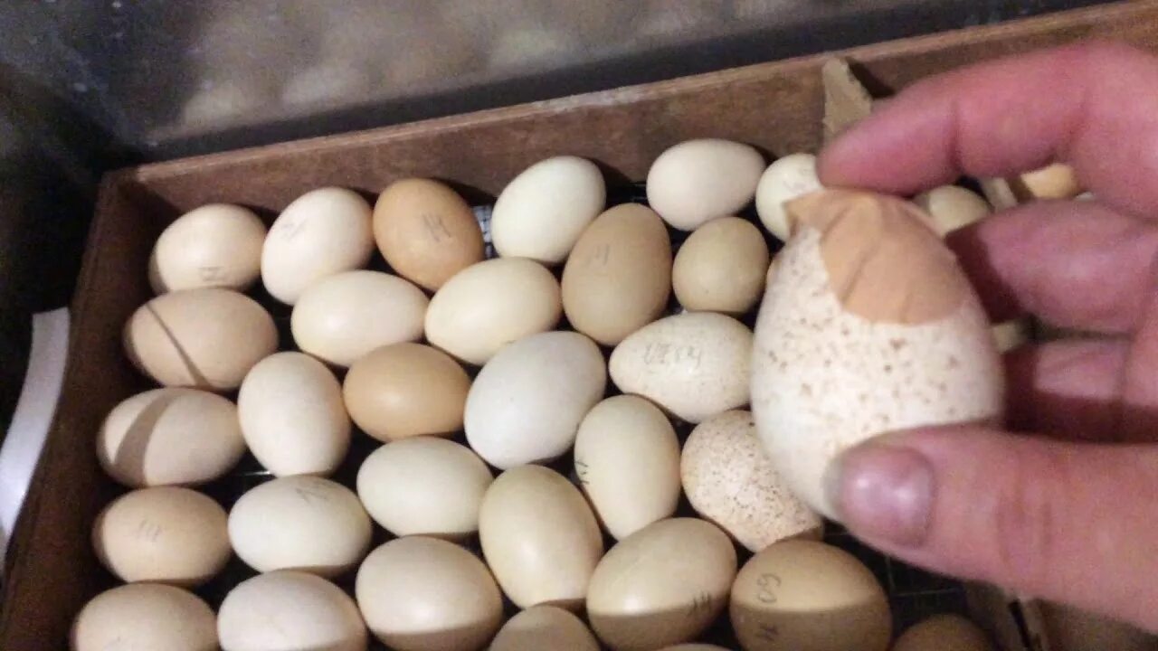 Купить яйца джерсийских гигантов. Легбар яйцо. Джерсийский гигант яйцо. Яйцо Легбар инкубационное. Куры Легбар яйца.