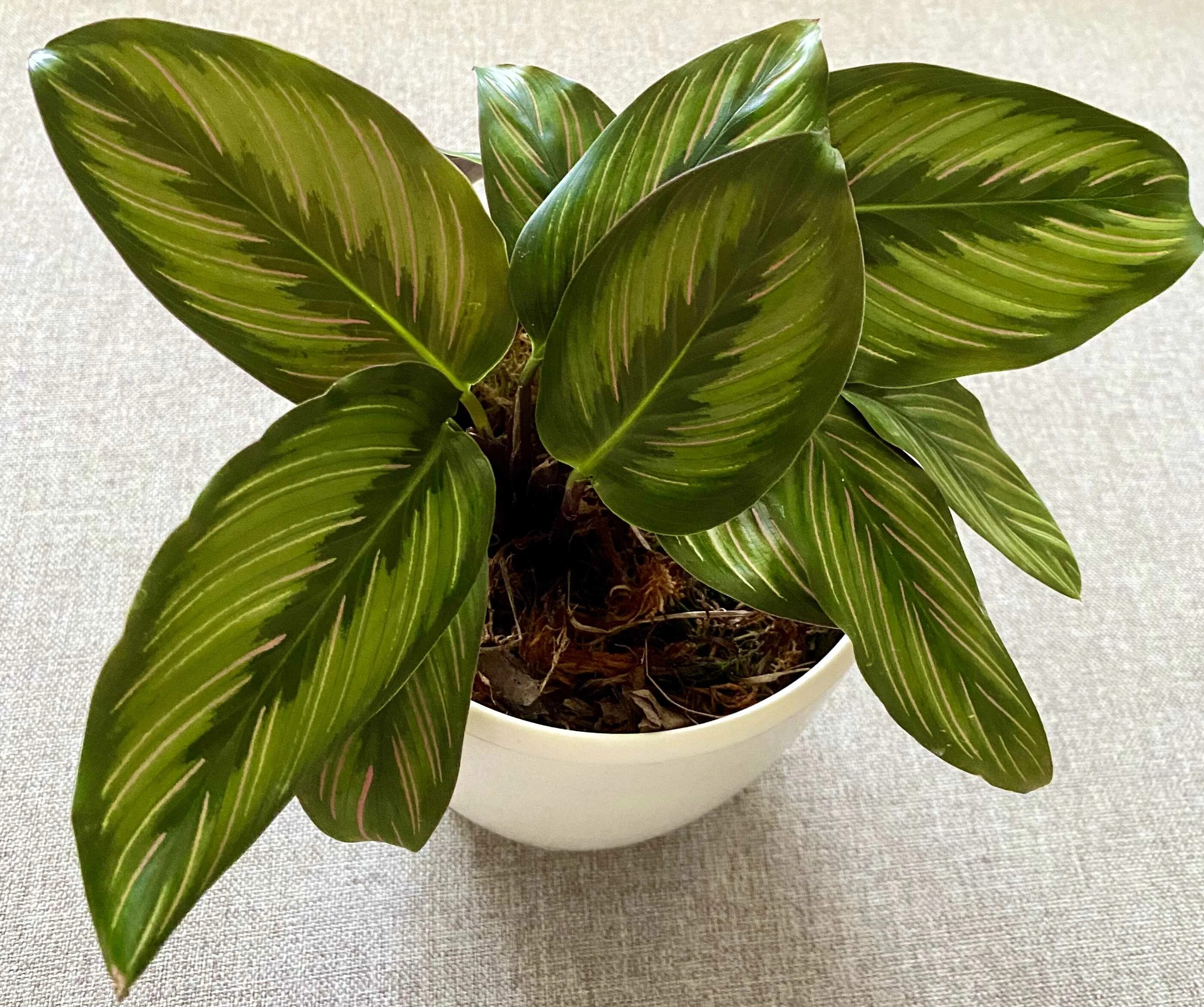 Калатеи виды и сорта фото