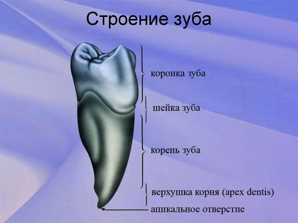 Поверхность зуба анатомия зуба строение зуба. Строение зуба анатомия верхушка зуба. Зубы анатомия строение резца.