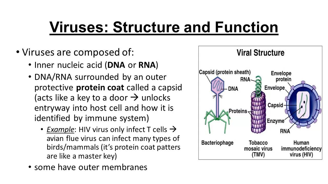 Virus structure. HIV virus structure and function. Origin viruses. Importance of viruses. Пройдет ли вирус