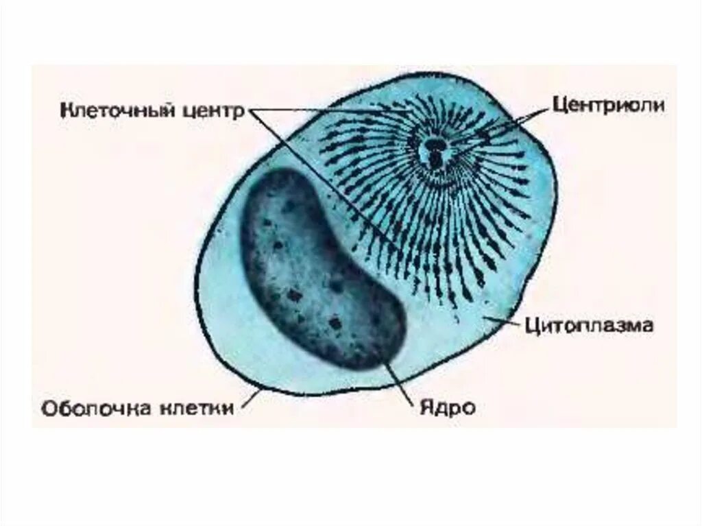 Клеточный центр животной клетки рисунок. Клеточный центр это в биологии. клеточный центр в клетке биология. клеточный центр строение рисунок. строение клетки рисунок клеточный центр.