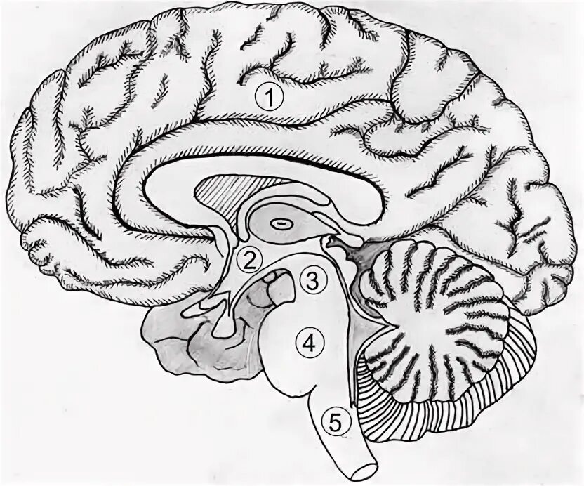 Мозг без подписей. Сагиттальный разрез головного мозга. Сагитальный разрез могза. Сагиттальный разрез головного мозга человека рисунок. Сагиттальный разрез мозга обозначения.