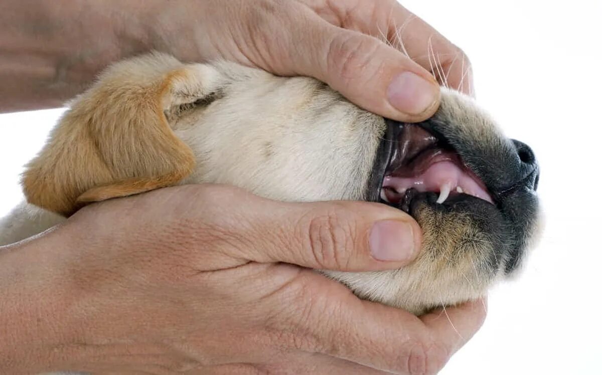 Зубной камень у соаюау. Как понять что у собаки болят зубы. Как понять что у собаки болят зубы. Зубы джек рассел терьера. Как понять что у собаки болят зубы.