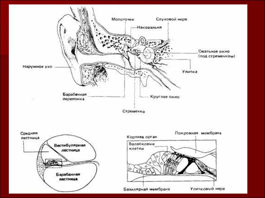 Слуховой анализатор строение улитки. Улитка, овальное окно, Кортиев орган. Орган слуха и равновесия анатомия. Орган слуха.
