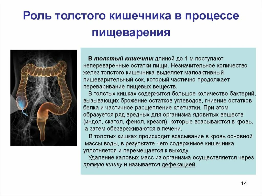 Толще значение. Процесс пищеварения в толстом кишечнике. Роль толстых кишок в процессах пищеварения. Роль толстой кишки в пищеварении. Роль Толстого кишечника в процессе пищеварения.