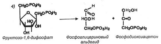 Расщепление д фруктозо-1,6 дифосфата. Фруктозо 1 6 дифосфат 3 фосфоглицериновый альдегид. Фосфодиоксиацетон фосфоглицериновый альдегид. Фруктозо 1 6 дифосфат.