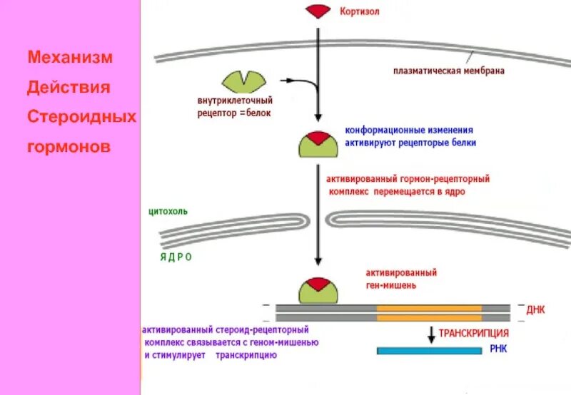 Транспорт белков внутриклеточный. Схема действия стероидных гормонов. Механизм действия стероидных гормонов схема. Кортизол гормон механизм действия схема.