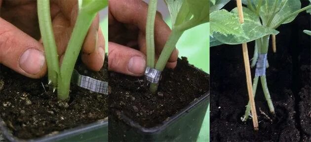 Прививка арбуза на лагенарию язычком. Прививка огурца на тыкву методом простым сближением. Прививаем тыкву. Прививка огурца на лагенарию. Прививка огурца на лагенарию.