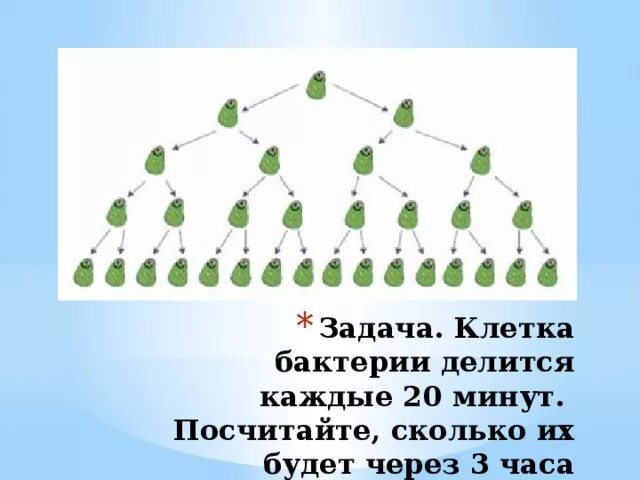 Через каждые 5. Клетка бактерии делится каждые 20 минут. клетки бактерий делятся через каждые. клетки делятся каждые 20 минут. делятся бактерии через 20 минут.