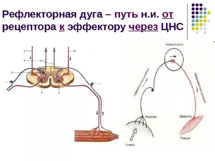 Строение рефлекторной дуги. Рефлекторная дуга рисунок условный. Рефлекторная дуга собаки Павлова. Схема рефлекторной дуги.