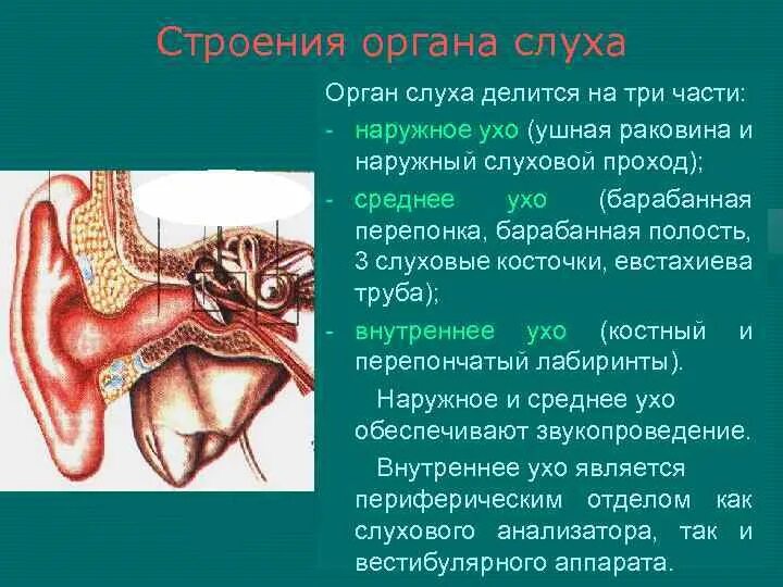 Евстахиева труба анатомия человека. Миоклонус мышц среднего уха. Строение органа слуха. Орган слуха анатомия. Орган слуха слуховая труба