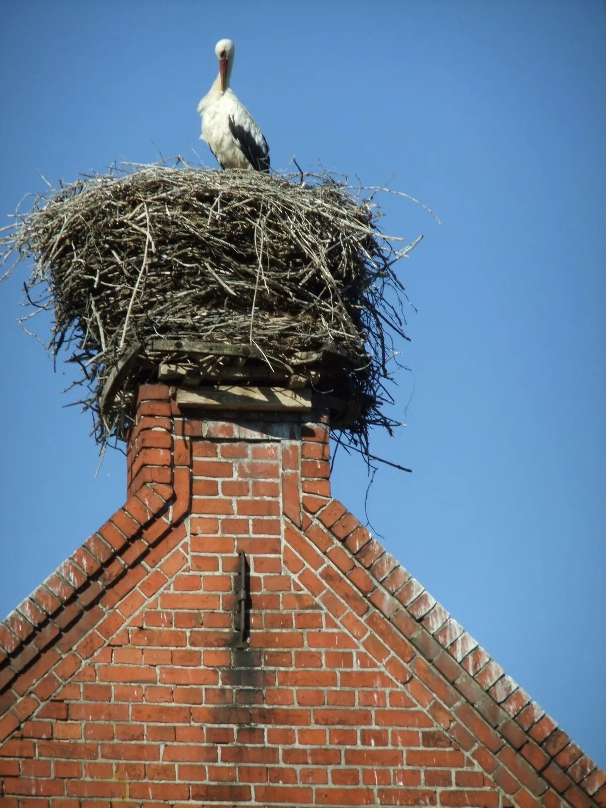 Гнездо аиста Идрица. Аист свил гнездо на крыше. Гнездо аистов. Гнездо аистов на крыше.