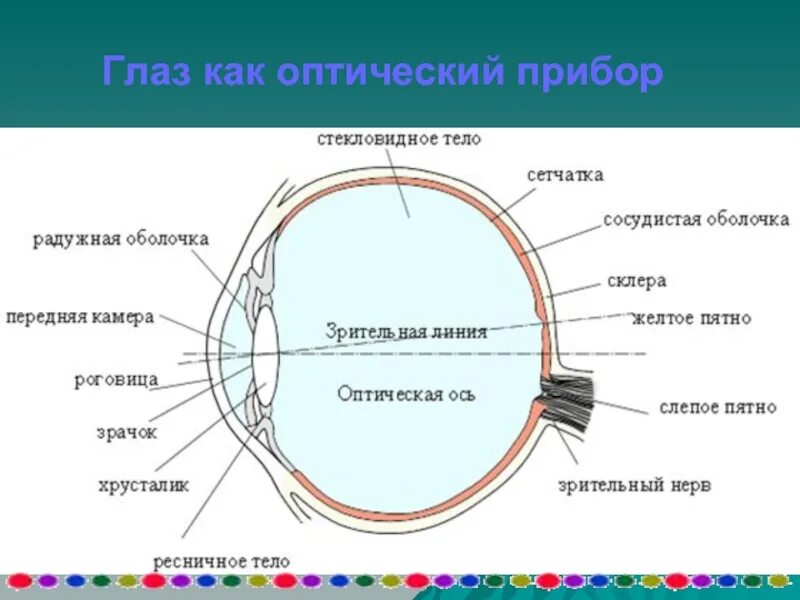 Глаз как оптическая система зрения доклад. Строение глаза как оптического прибора. Глаз как оптический прибор. Схема оптической системы глаза. Строение оптической системы глаза человека.