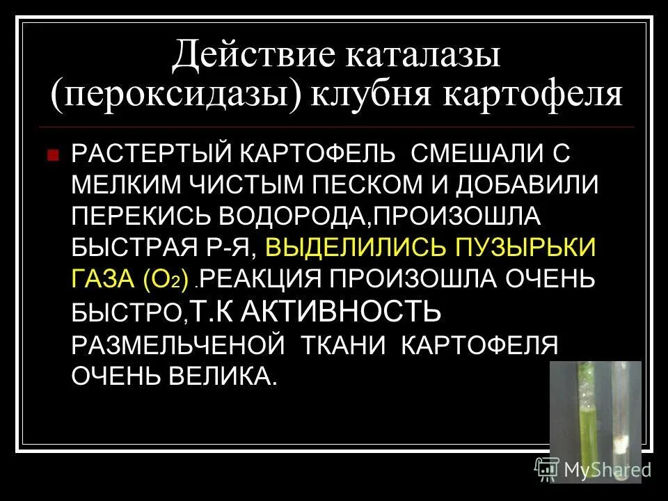 определение активности каталазы