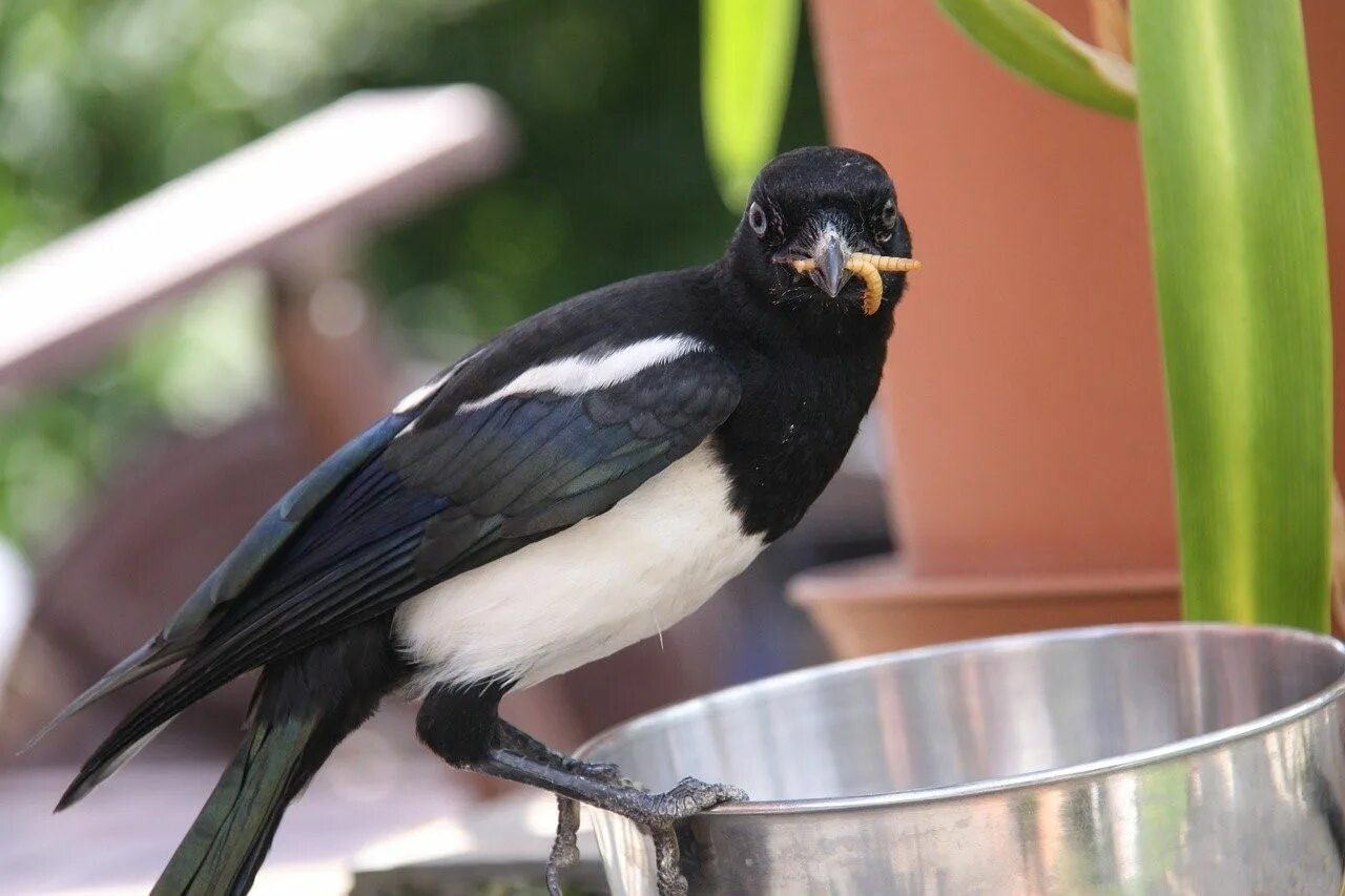 Сорока с едой. Австралийская сорока. Сорока. Сорока питание. Что едят сороки.