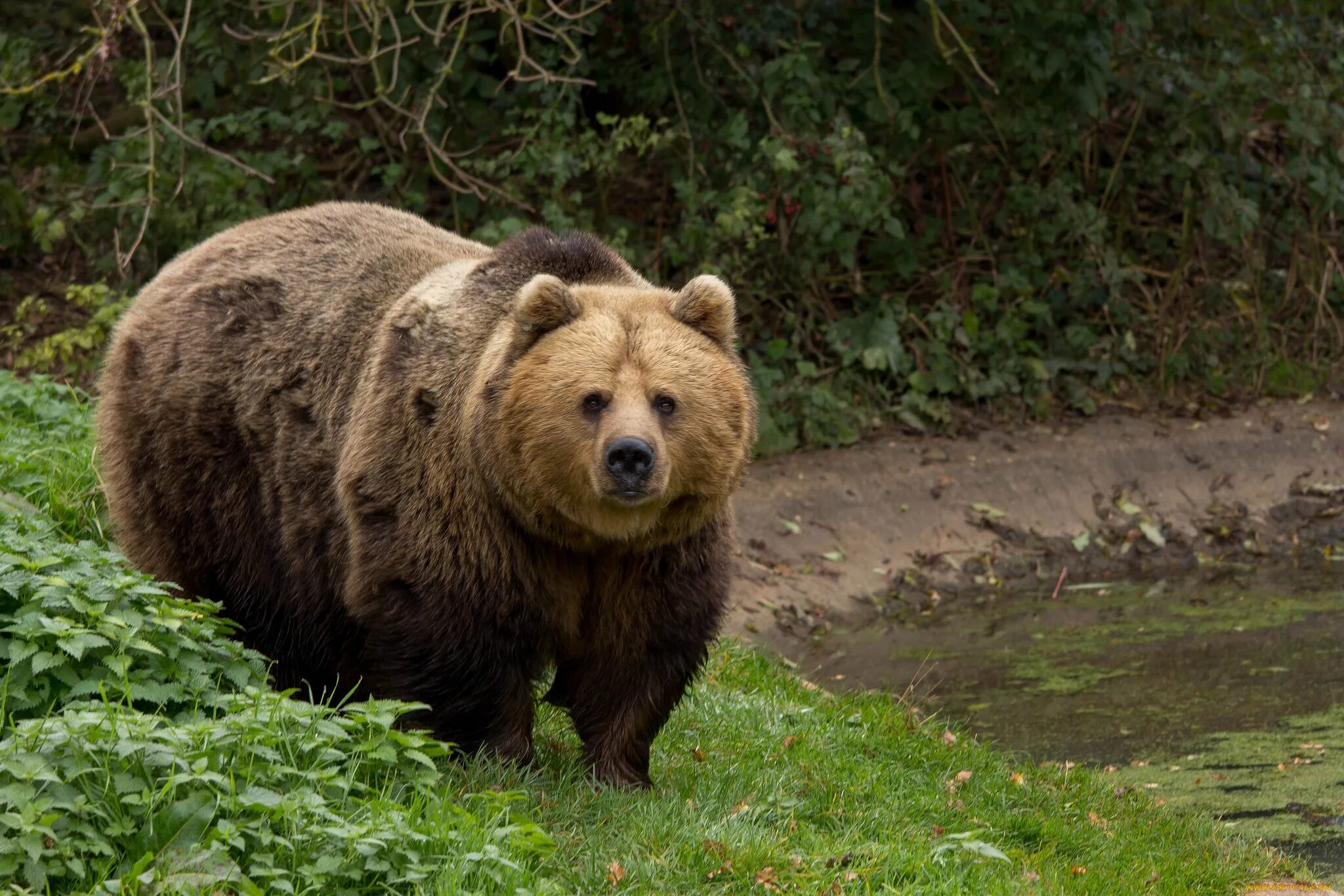 Бурый медведь Кадьяк. Большой бурый медведь Кадьяк. Дальневосточный бурый медведь. Самый большой бурый медведь Кадьяк.