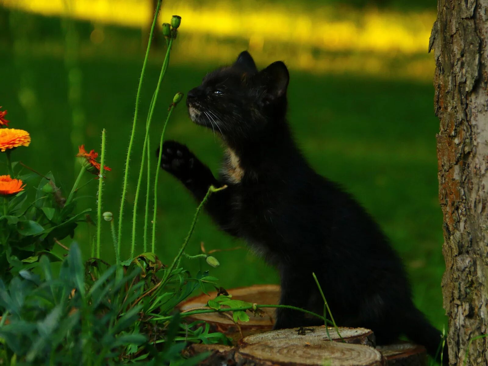 Черный котенок. Черный кот на природе. Кошечка черная. Черная кошка на природе. Черная кошка играть