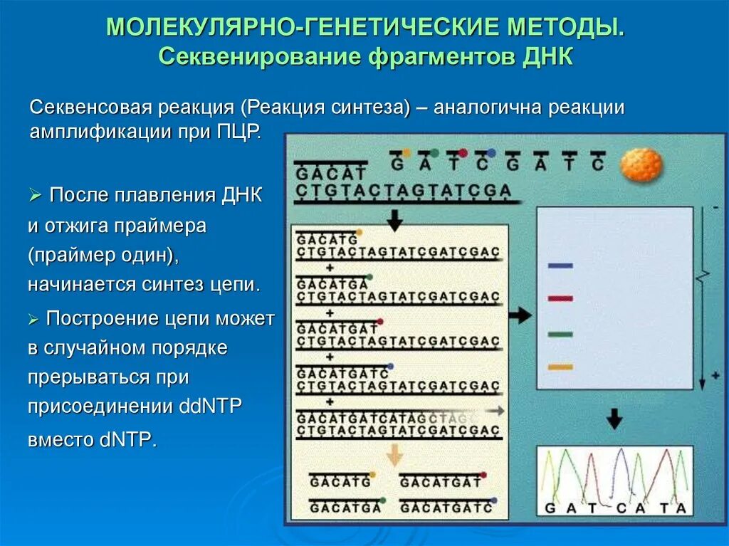 Метод днк идентификации. Молекулярно-генетические методы исследования метод ПЦР. Секвенирование метод генетики. Молекулярно генетический метод ПЦР. Методы молекулярной генетики.