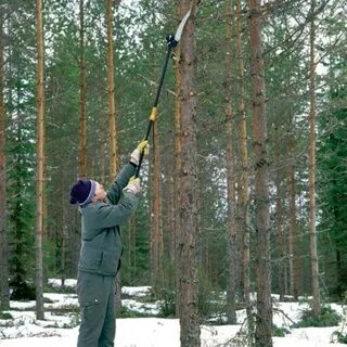 Вес сучьев
