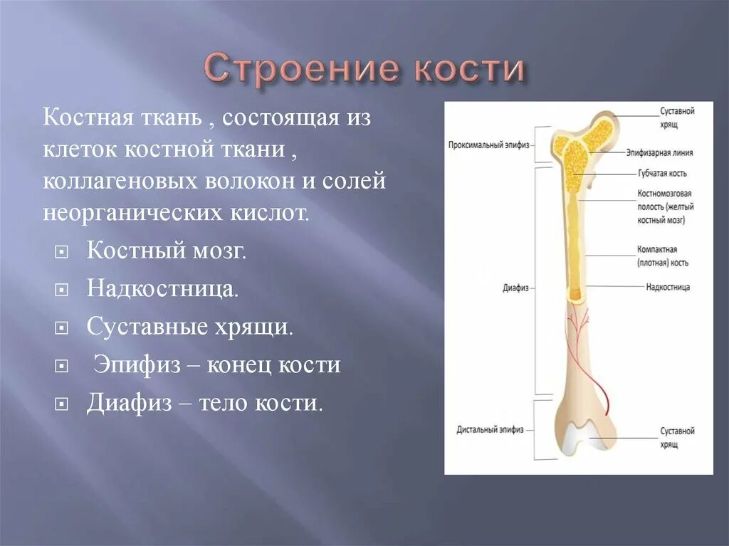Трубчатые кости функции. Эпифиз и диафиз кости. Трубчатая кость диафиз и эпифиз. Части кости диафиз эпифиз. Строение костей диафиз эпифиз.