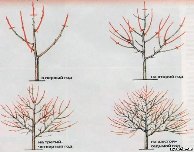 Когда обрезать деревья весной в подмосковье 2024. Обрезать абрикос весной. Чашевидная крона абрикоса. Обрезка абрикоса весной схема. Абрикос формировка кроны.