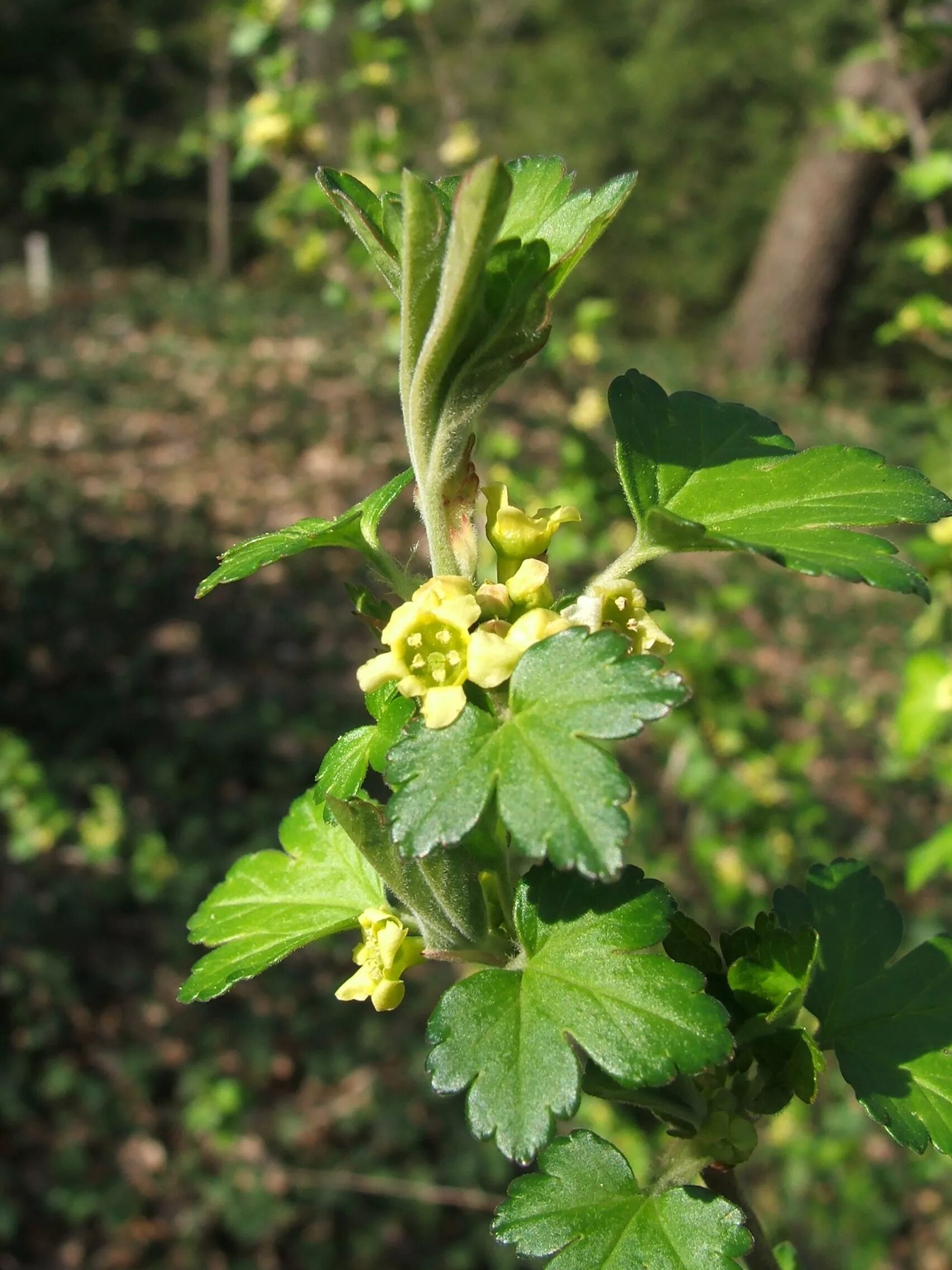 Смородина черная лист 30 г. Смородина ягоды и листья. Смородина красная. Черная смородина растение. Смородина черная - ríbes nígrum.