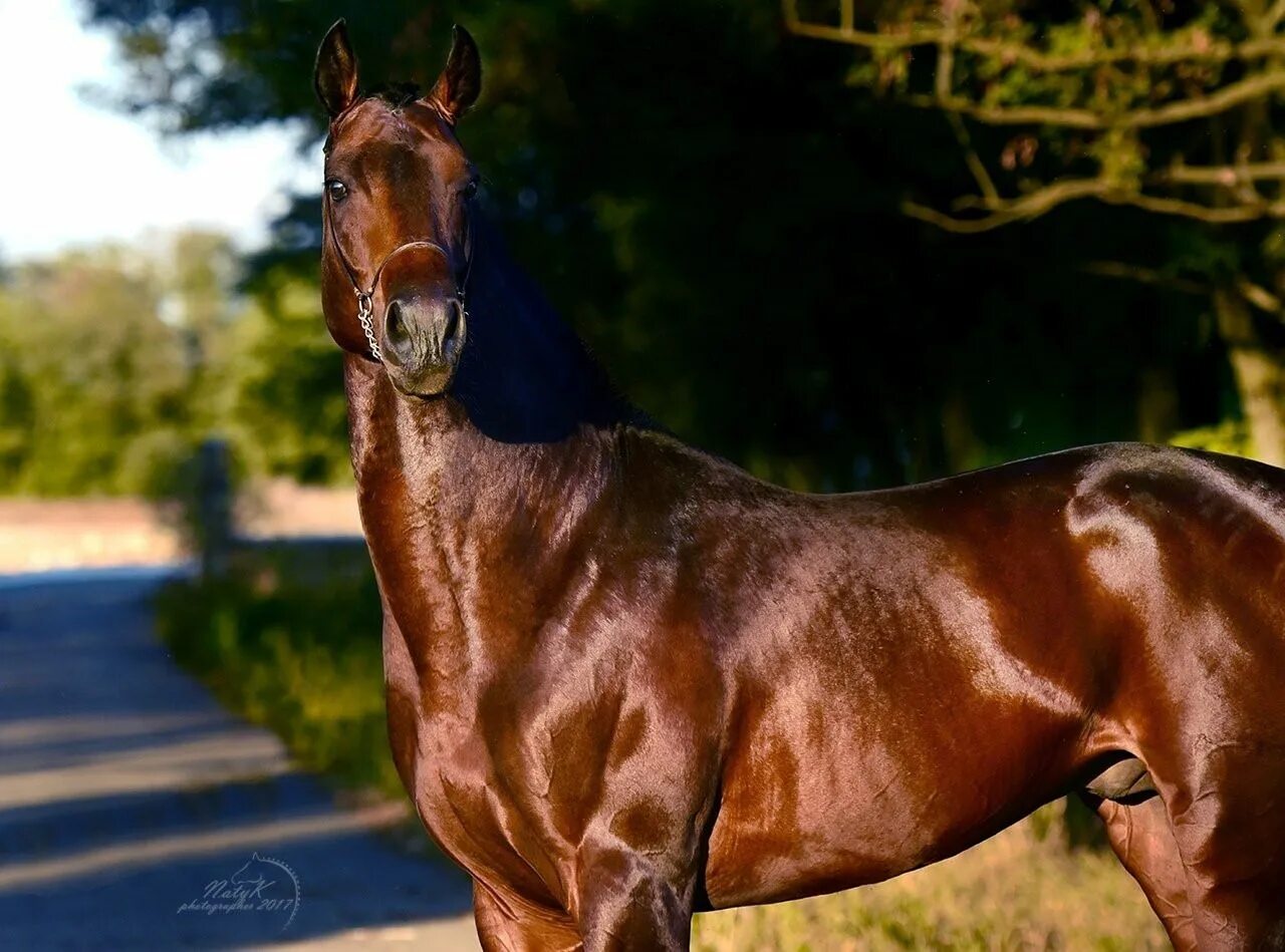 Будённовская лошадь караковая. Будённовская лошадь гнедая. Буденновская порода лошадей Вороная. Буденновская лошадь гнедая масть.