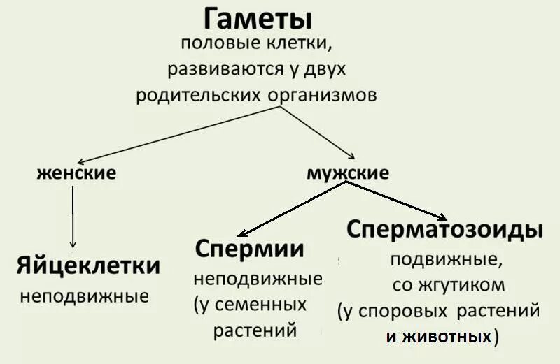 Мужская гамета. Как называются половые клетки у растений. Сравнение гамет таблица. Мужские половые гаметы у растений. Подвижные и неподвижные гаметы.